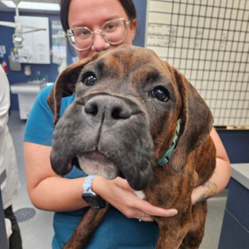 Creve Coeur Animal Hospital