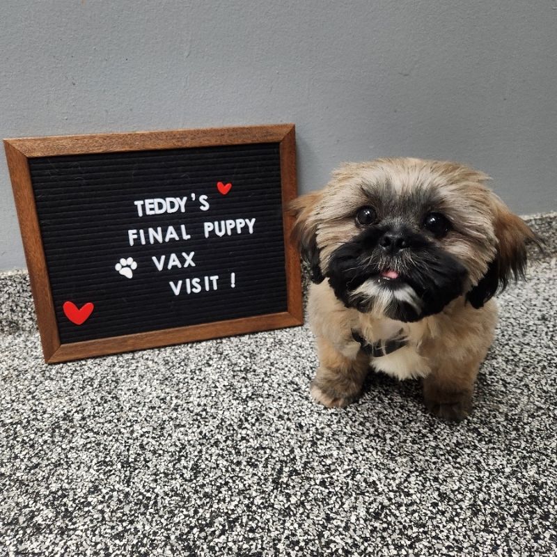 Cross Timbers Veterinary Center