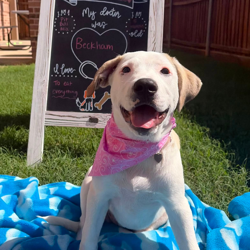 Frisco West Animal Medical Center