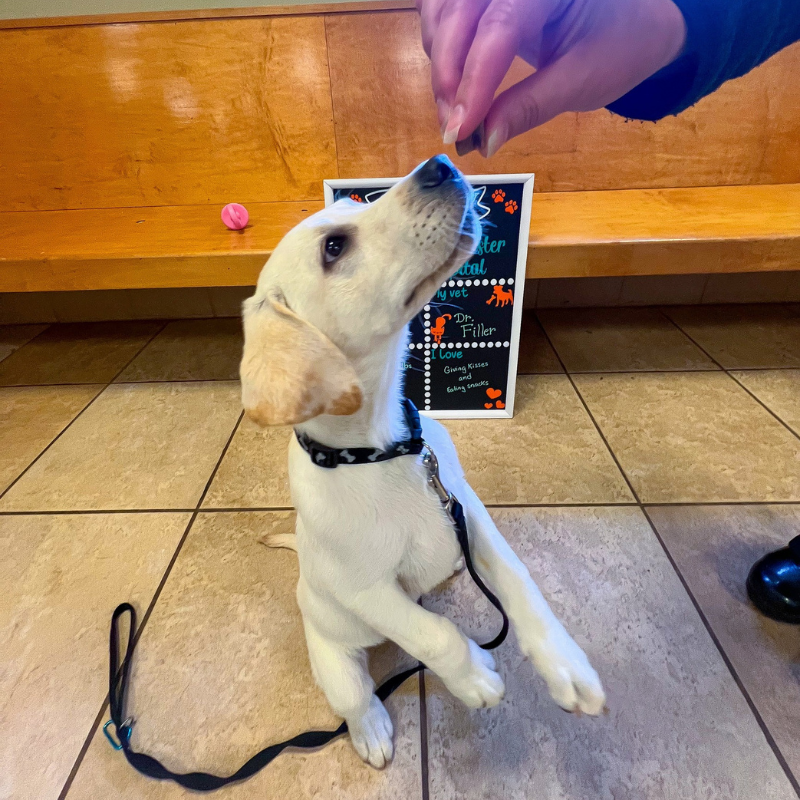 Gray-New Gloucester Animal Hospital