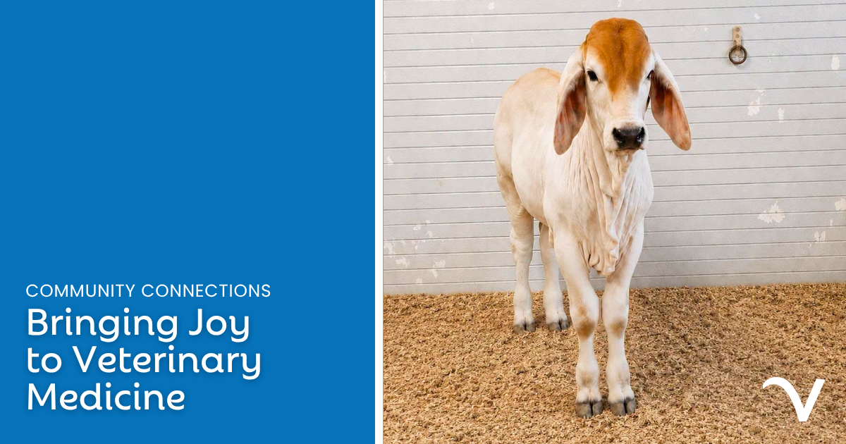 Bringing Joy to Veterinary Medicine