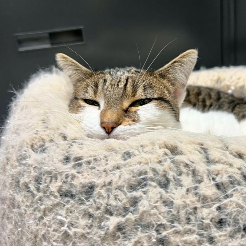 Hillsdale Animal Hospital