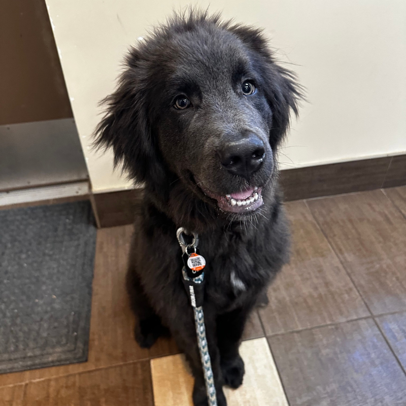 LaSalle Animal Hospital 