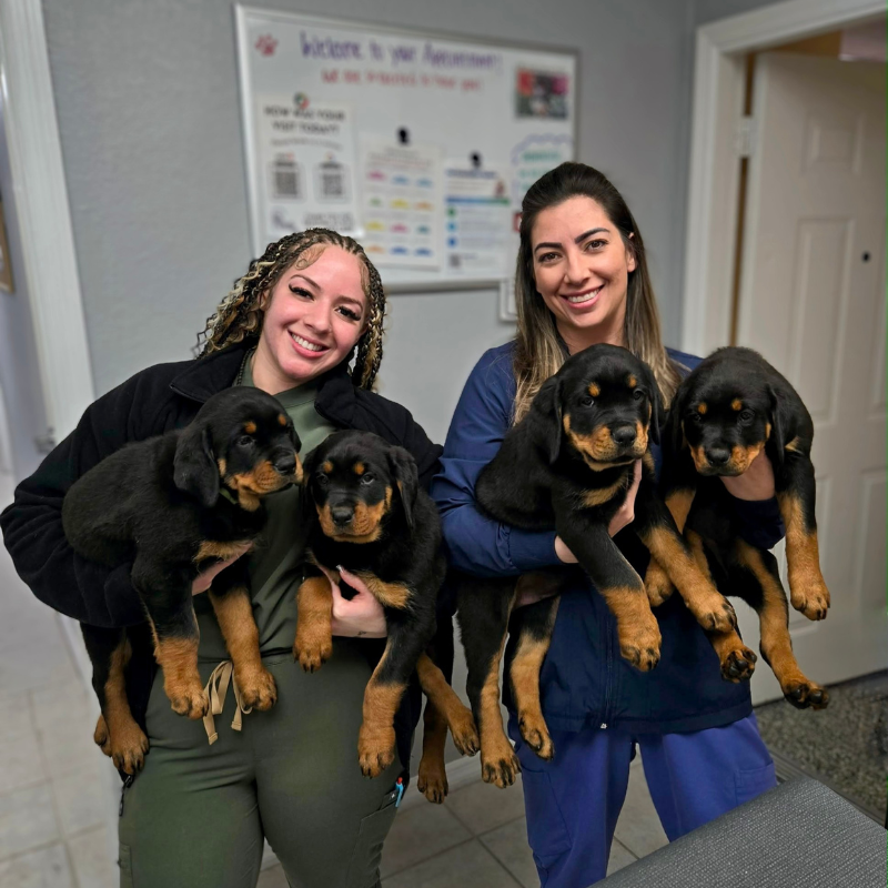 Lake Alfred Animal Hospital