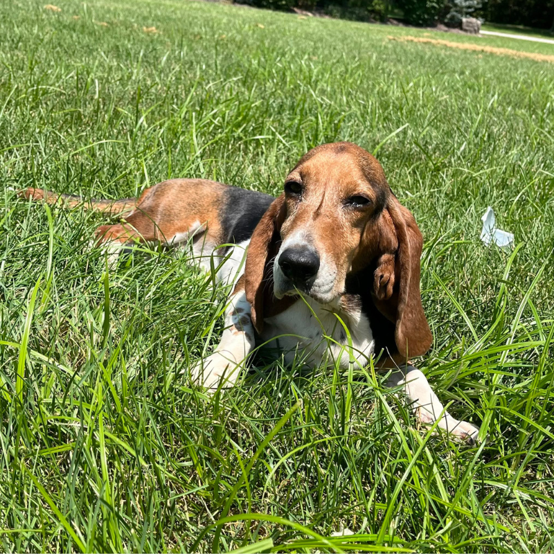 Mueller Veterinary Services