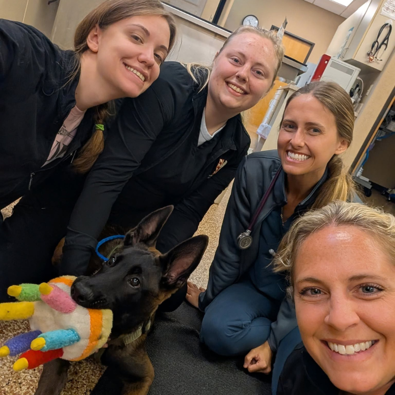 Northern Michigan Veterinary Hospital