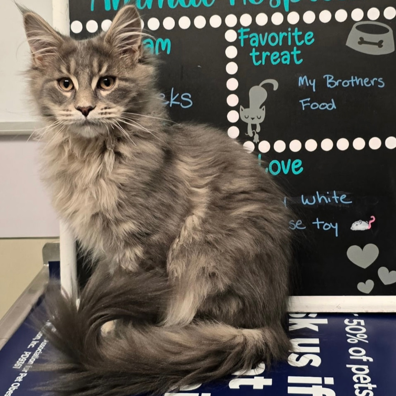 North Windham Animal Hospital