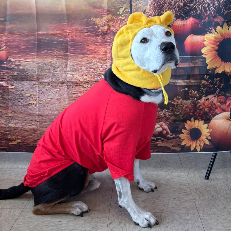 Pittsburgh East Animal Hospital