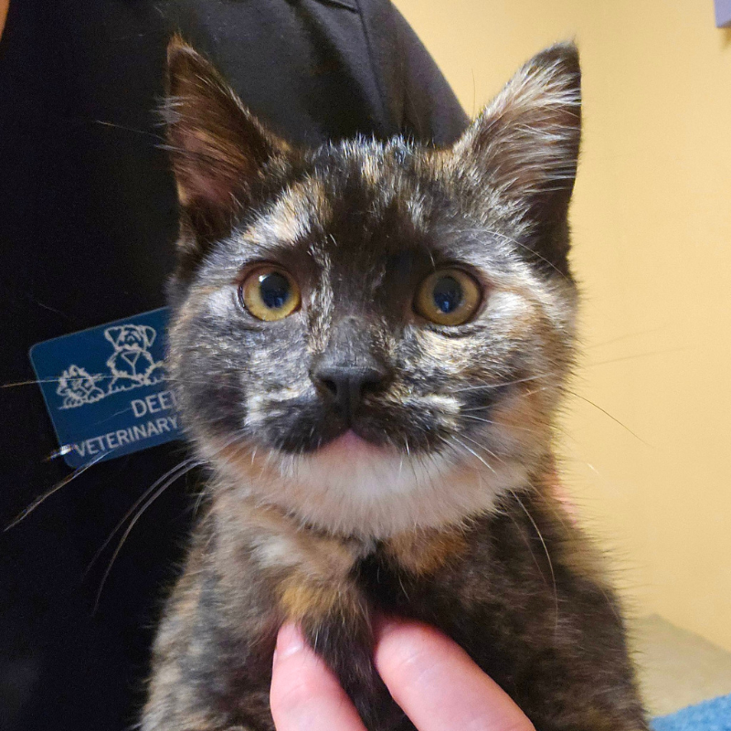 Purdy Veterinary Hospital