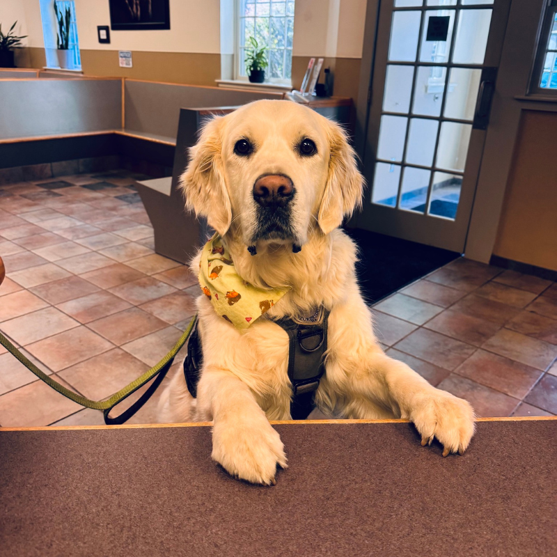 Sturbridge Veterinary Hospital