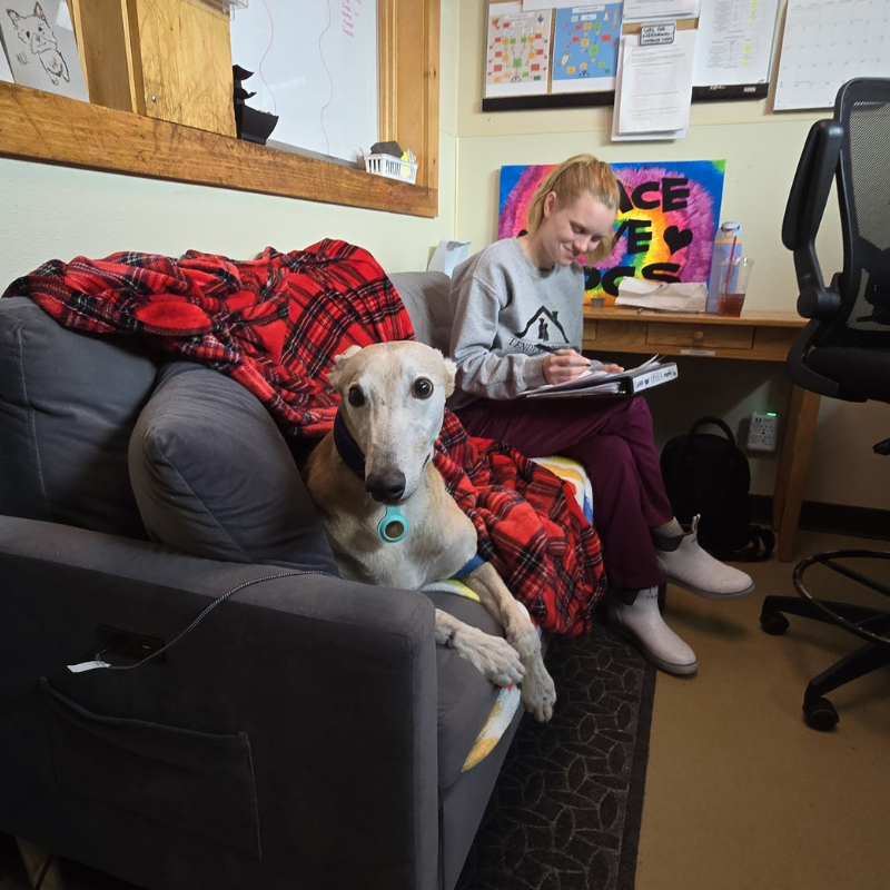 Tender Touch Veterinary Hospital