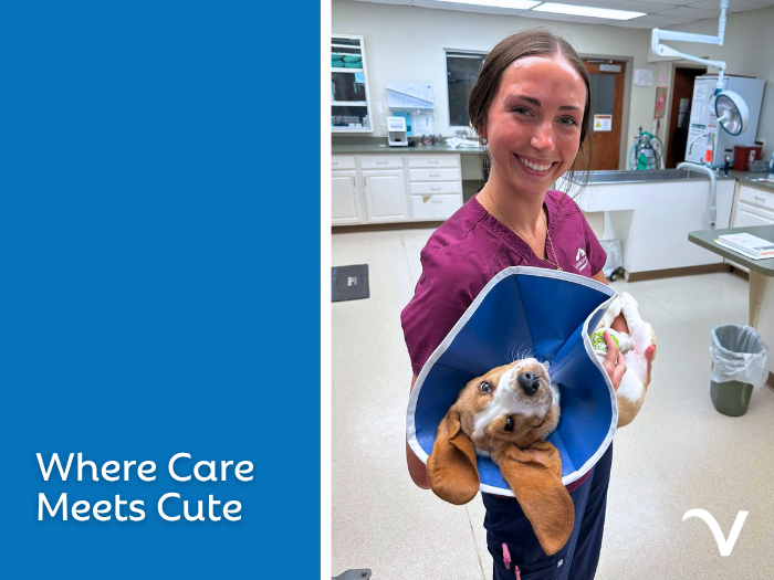 Where Care Meets Cute