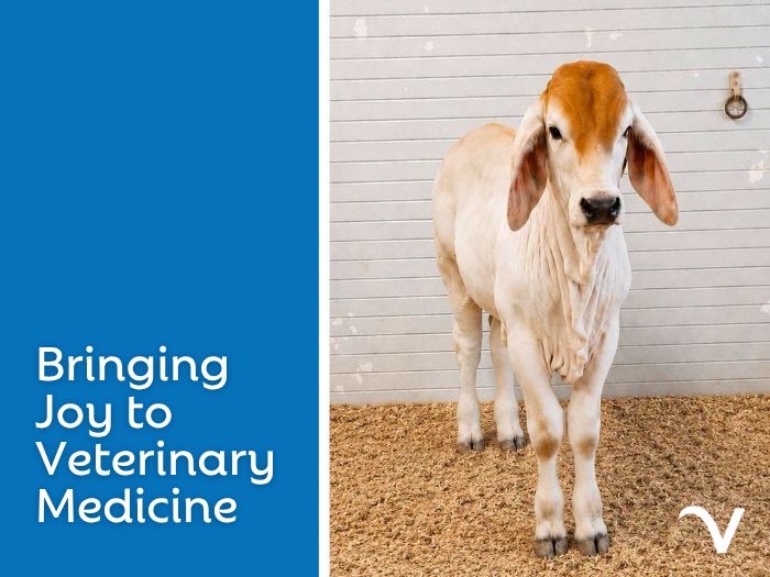 Bringing Joy to Veterinary Medicine