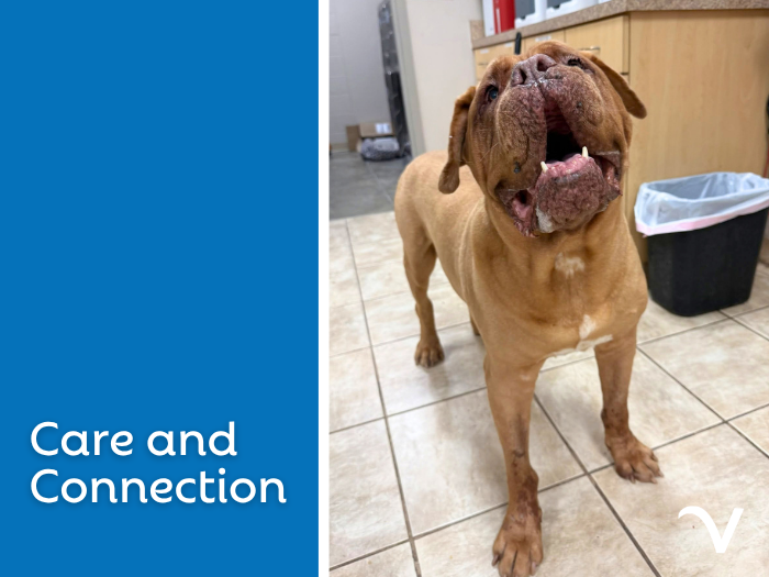 Care and Connection