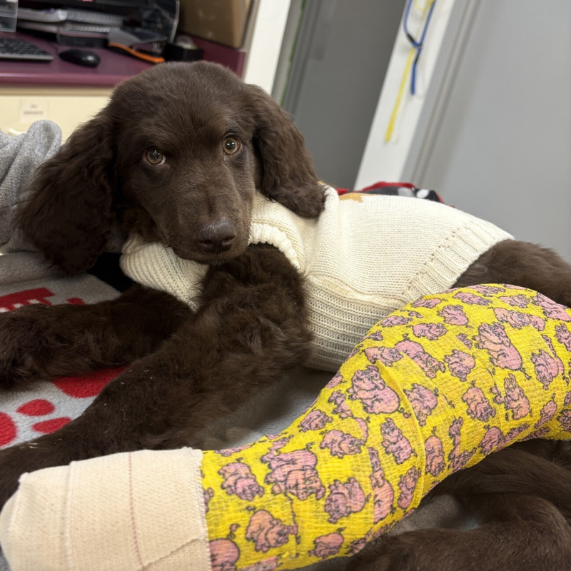 Twinbrook Veterinary Hospital