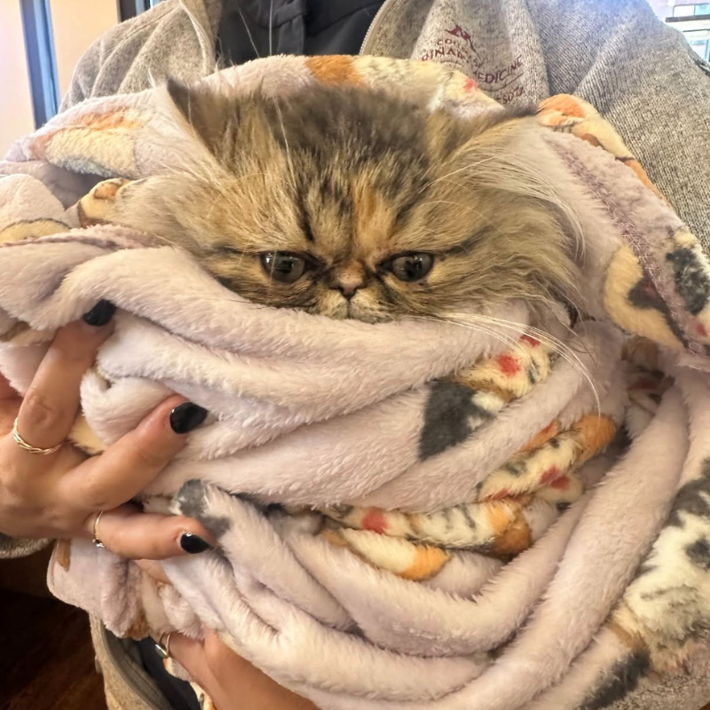 Uniquely Cats Veterinary Center