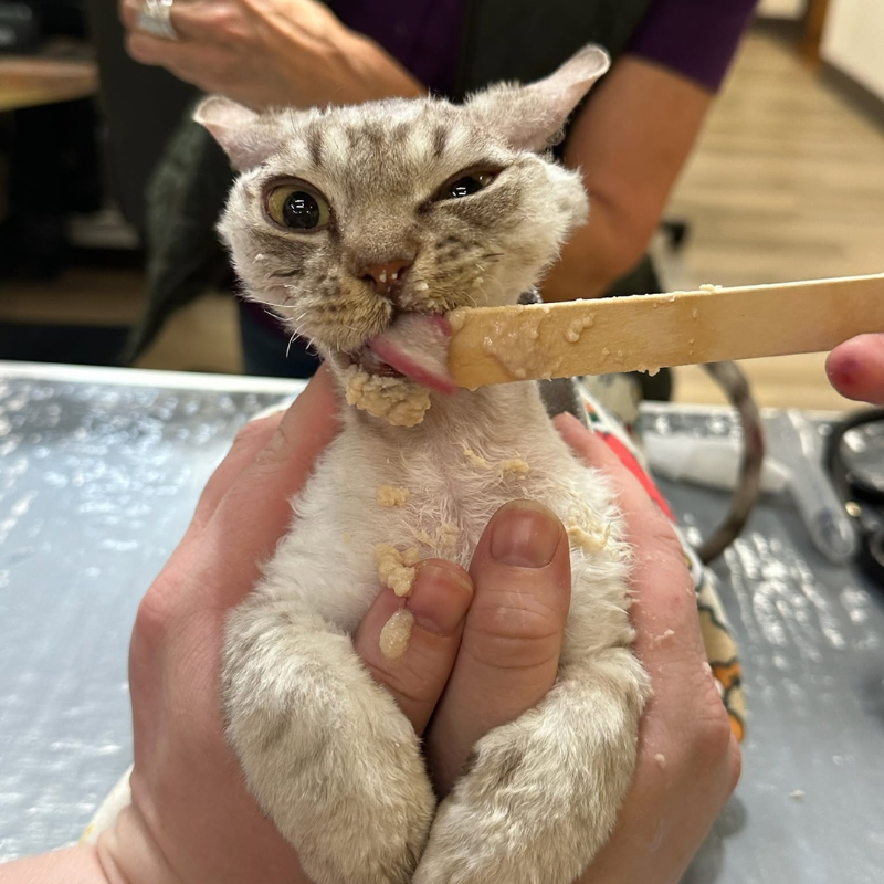 Uniquely Cats Veterinary Center