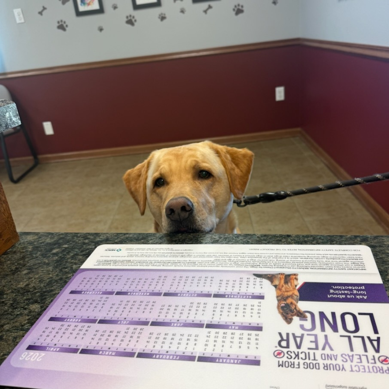 Village Veterinary Hospital 