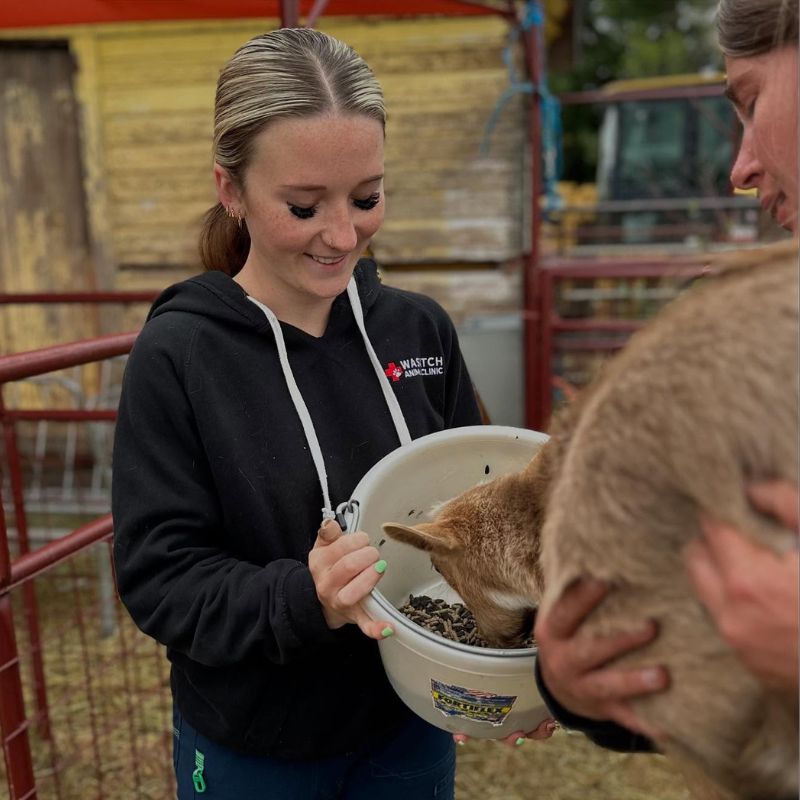 Wasatch Animal Clinic