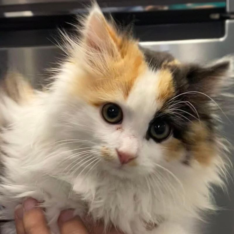 West Lake Animal Hospital