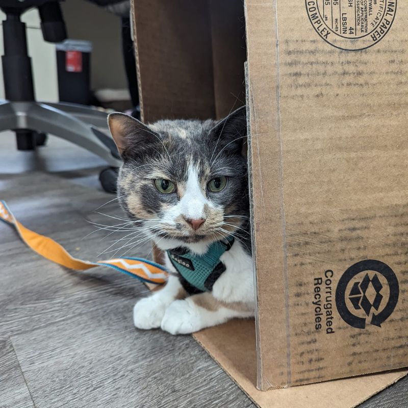 Wilton Animal Hospital