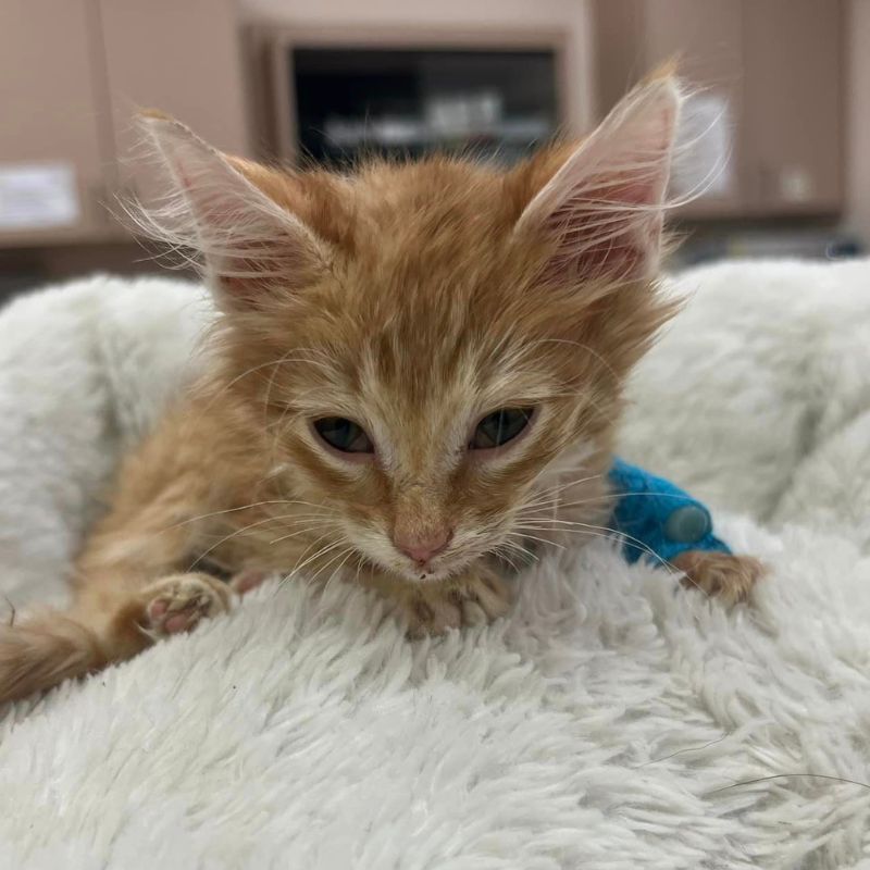 The Animal Hospital of Celina