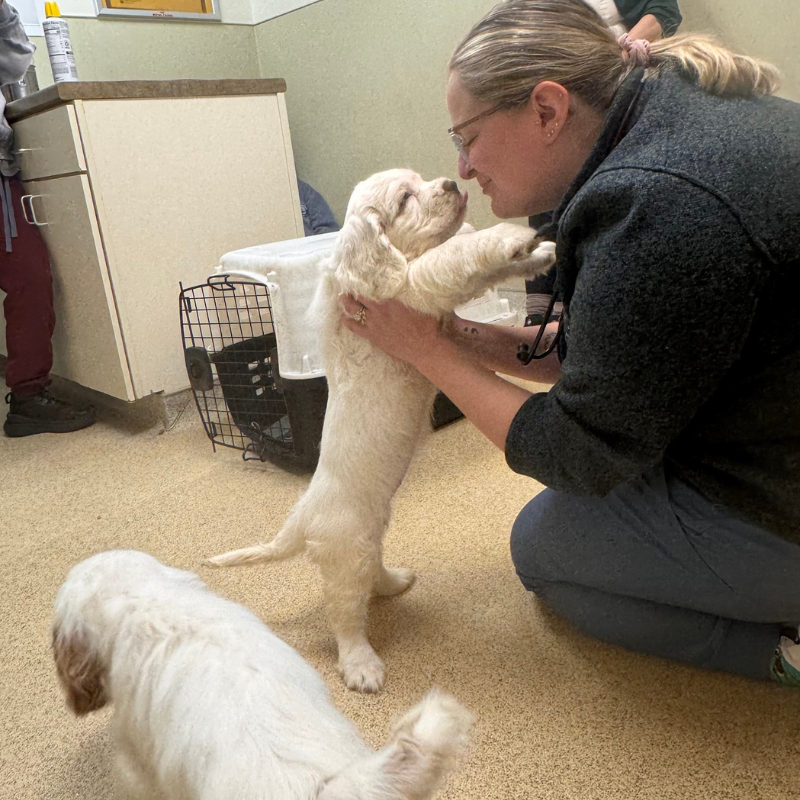 Sturbridge Veterinary Hospital