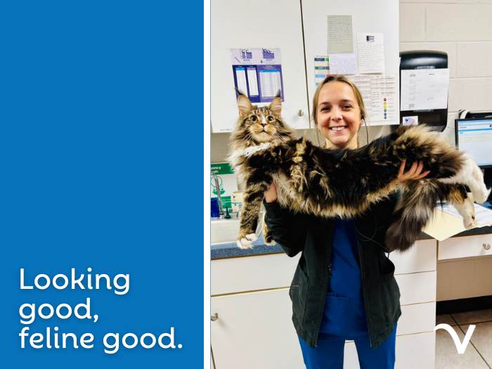 Looking Good, Feline Good