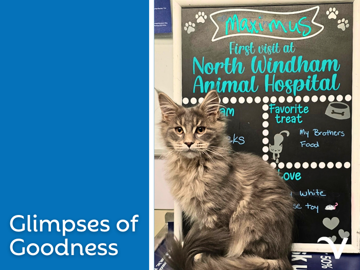 Glimpses of Goodness