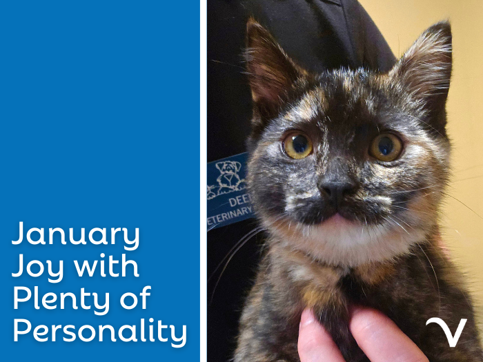 January Joy with Plenty of Personality