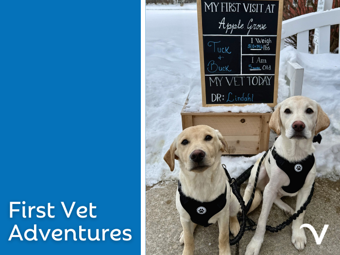 First Vet Adventures