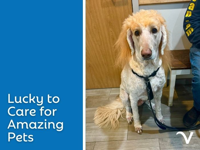 Lucky to Care for Amazing Pets