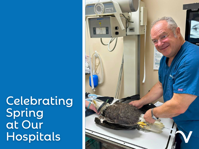 Celebrating Spring at Our Hospitals