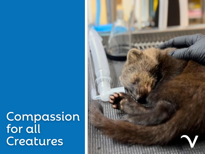 Compassion for All Creatures