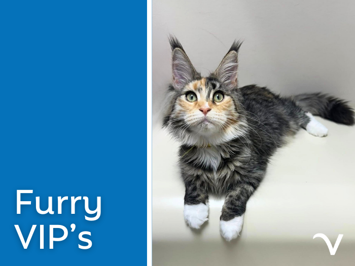 Furry VIPs at Our Practices