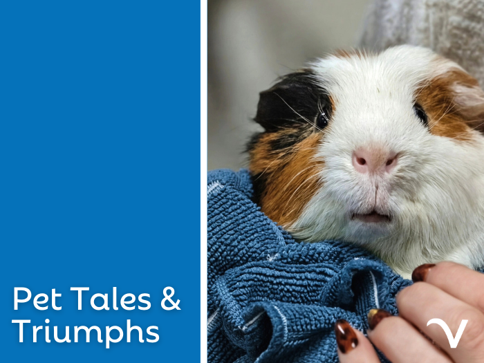 Pet Tales & Triumphs
