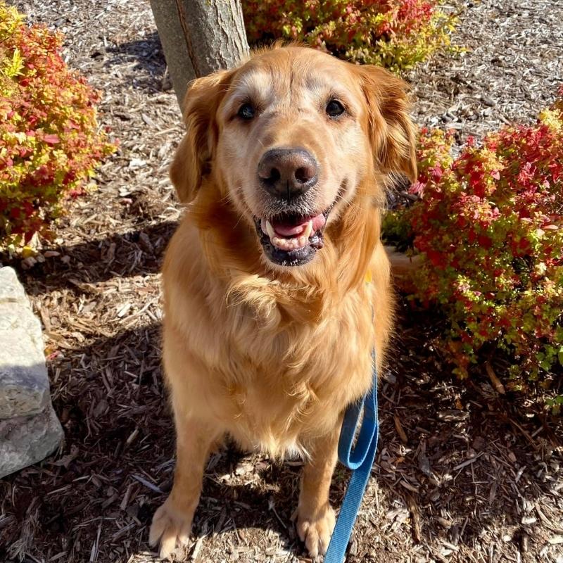 Companion Animal Care