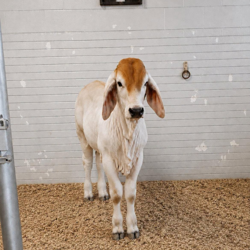 East Holmes Veterinary Clinic