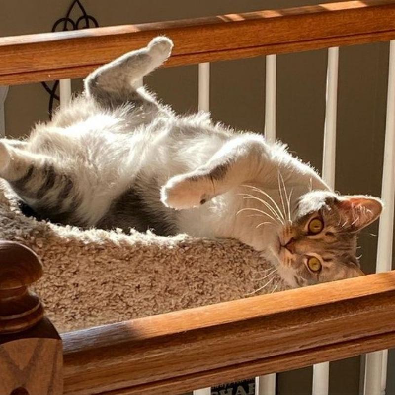 Eastside Animal Medical Center