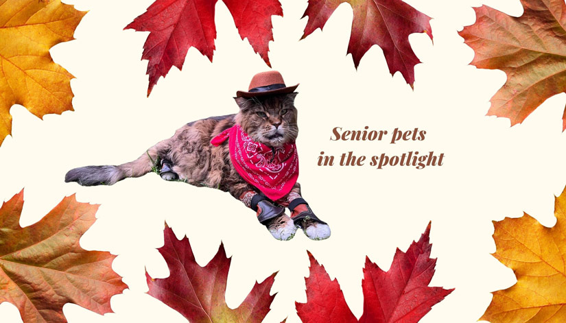 Senior Pets Take Center Stage