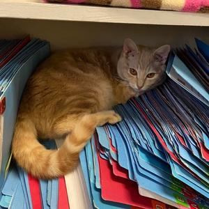 Shenandoah Veterinary Clinic