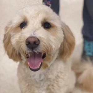 Fresh Pond Animal Hospital