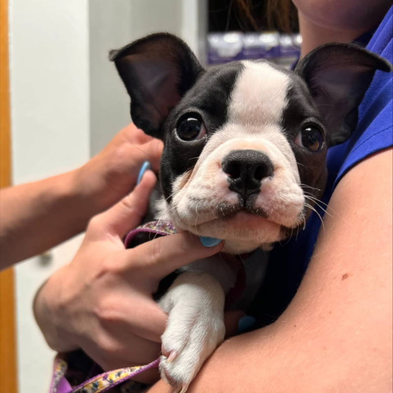 Germantown Animal Hospital 