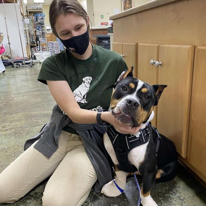 Good Hands Veterinary Hospital