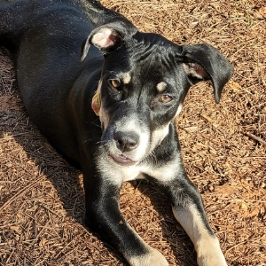 Mutt Day Jesselyn Ozmore