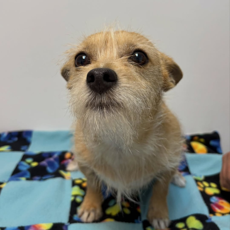 Manhattan Beach Animal Hospital