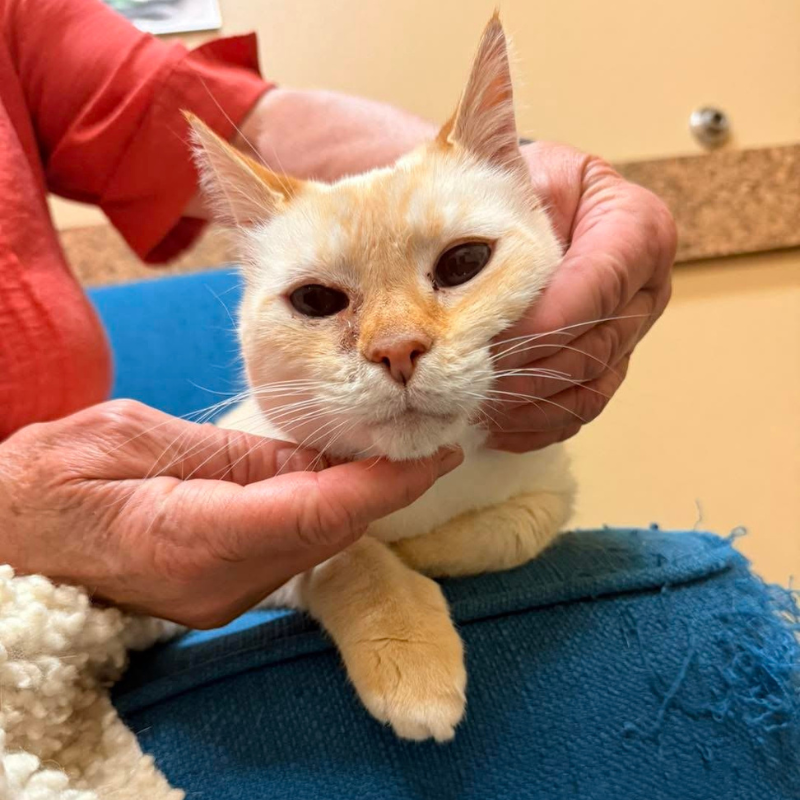 Pet Medical Center of Pasco