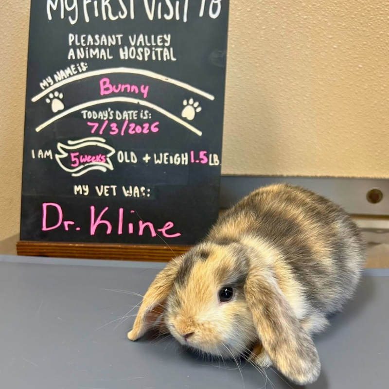 Pleasant Valley Animal Hospital
