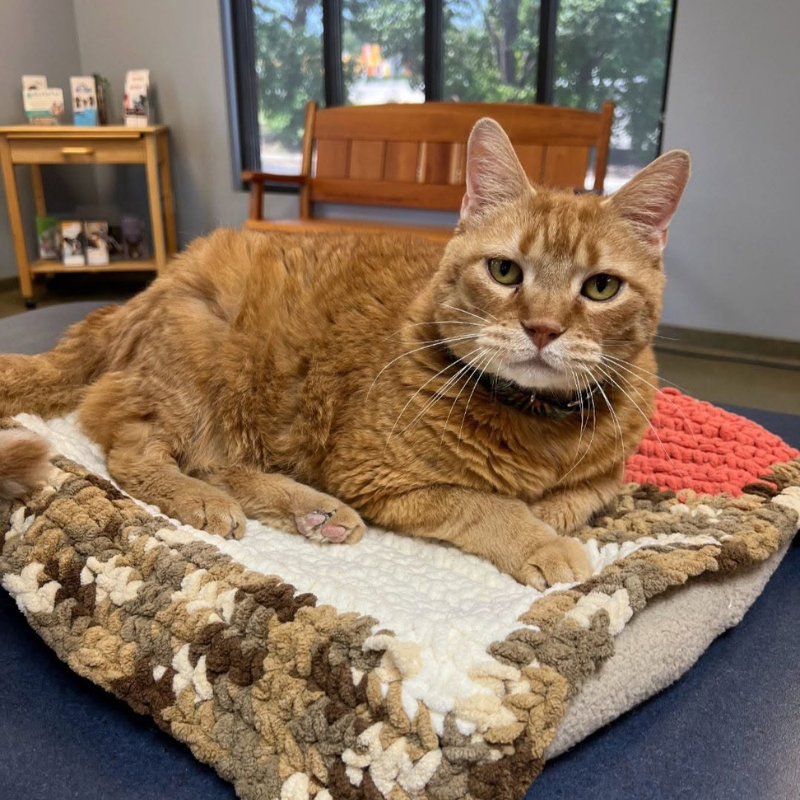 Red Bridge Animal Clinic