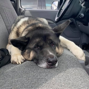 Solomons Veterinary Medical Center